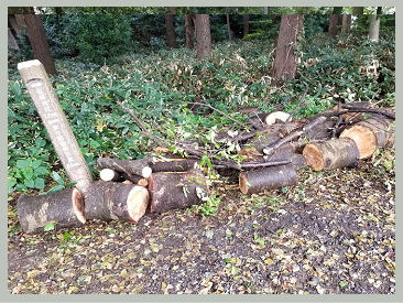 たかはし栄 高橋 栄 個人質問 小山市議会議員 小山市 市議会議員 市議 栃木県 たかはし さかえ