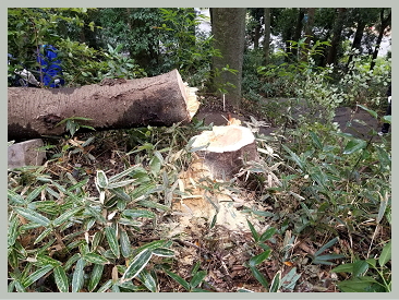 たかはし栄 高橋 栄 個人質問 小山市議会議員 小山市 市議会議員 市議 栃木県 たかはし さかえ